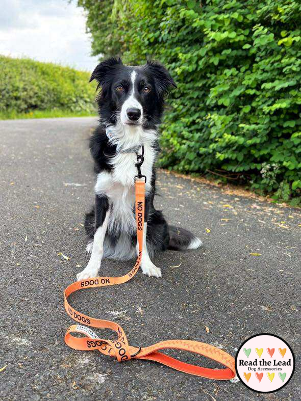 "No Dogs" awareness lead