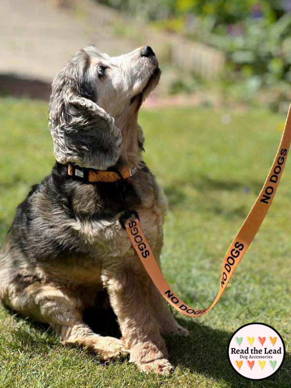 "No Dogs" awareness lead